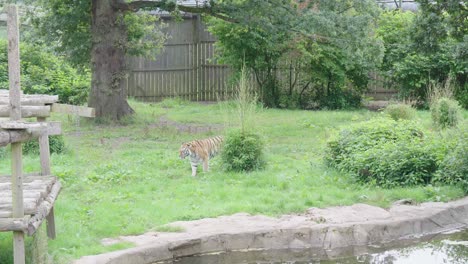 el majestuoso tigre de amur en cautiverio se pasea por su recinto