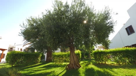 big olive tree in the house garden