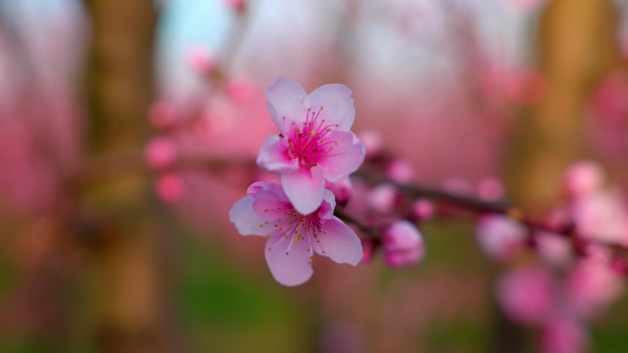 primer plano de la flor de la flor rosa del árbol de albaricoque