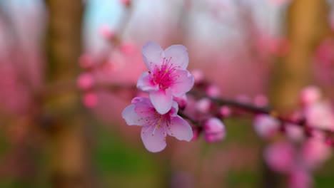 closeup of apricot tree pink flower blossom