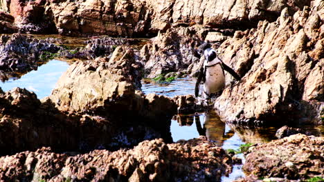 Cape-penguin-awkwardly-struggles-over-rugged-coastline,-falls-into-rock-pool