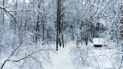 Verschneite-Äste-Im-Wald.-Wintermärchen-Hintergrund