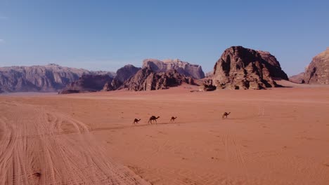 Luftaufnahme-Einer-Kamelfamilie,-Die-Durch-Die-Wadi-Rum-Wüste-In-Jordanien-3-Geht