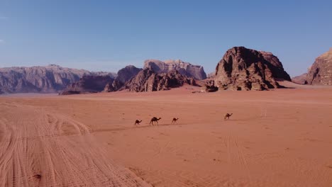 aerial view of a camel family walking through the wadi rum desert in jordan 3