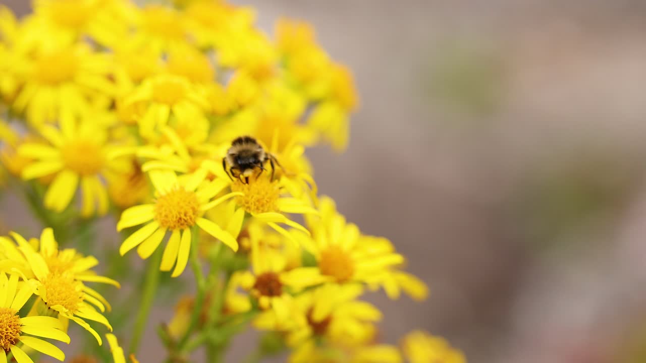 노란색 꽃에서 을 모으는 벌