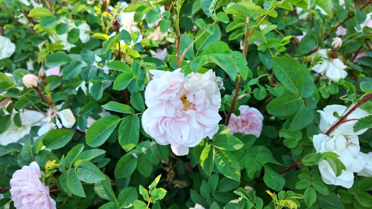 Beautiful white Rose York and Lancaster blossoms surrounded by dense green foliage in the garden.