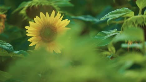 A-blooming-sunflower-in-the-field