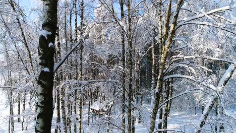 Snowy-branches-in-forest.-Winter-fairy-background