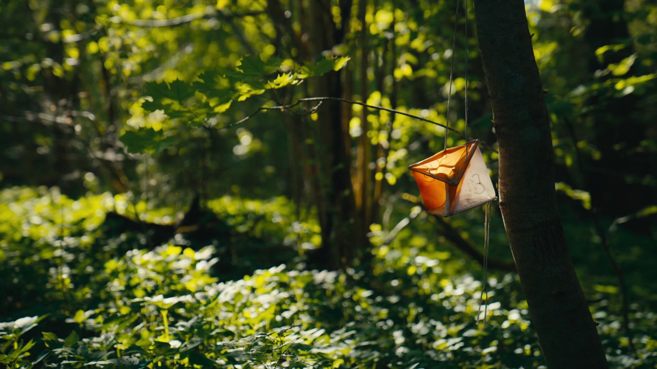 Un vecchio punto di controllo di orienteering pende da un albero in un bosco denso e incolto, dove la calda luce del sole, le profonde ombre verdi e la quiete creano un'atmosfera forestale solitaria e leggermente dimenticata.