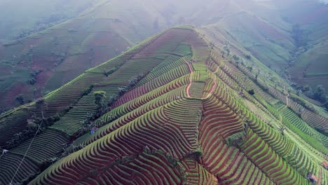 Panyaweuyan-Terrazas-De-Plantaciones-De-Cebolla-Espectacular-Vasta-Agricultura-Tierras-Agrícolas-Abrazando-Las-Laderas-Volcánicas-Del-Paisaje-De-Indonesia