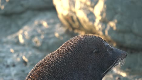 cerca de un lobo marino de nueva zelanda disfrutando del sol al amanecer.