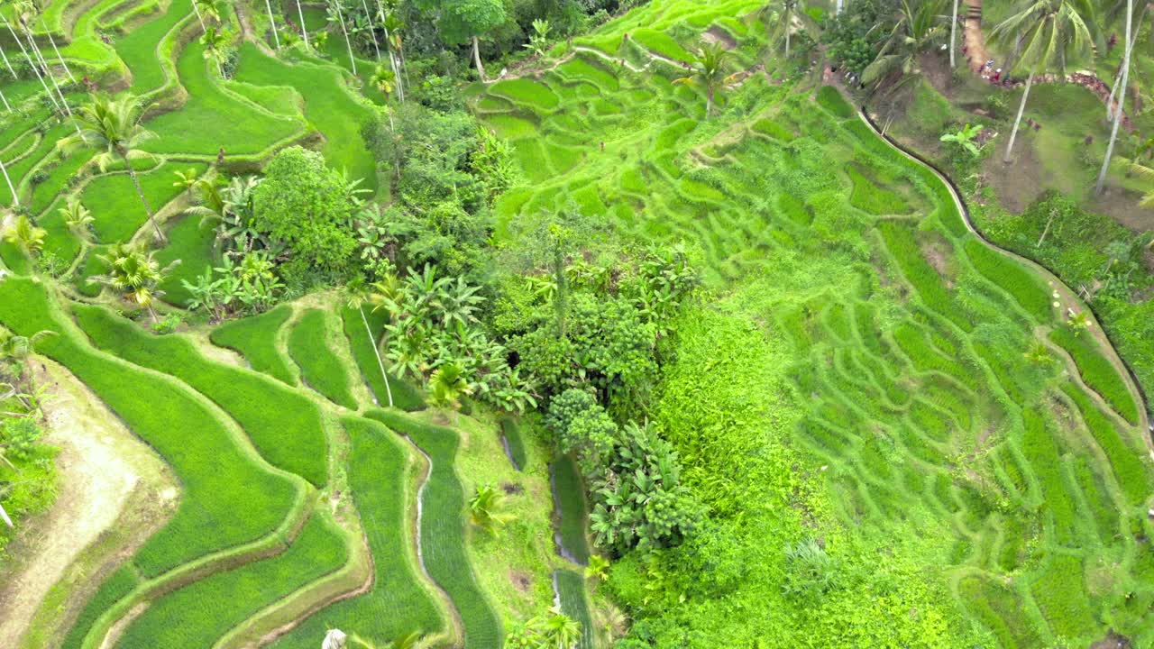 las impresionantes terrazas de arroz tegallalang en bali, indonesia, muestran su intrincada belleza y exuberante vegetación desde una perspectiva aérea.