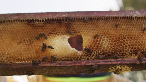 Senior-caucasian-male-beekeeper-in-protective-clothing-inspecting-honeycomb-frame-from-a-beehive