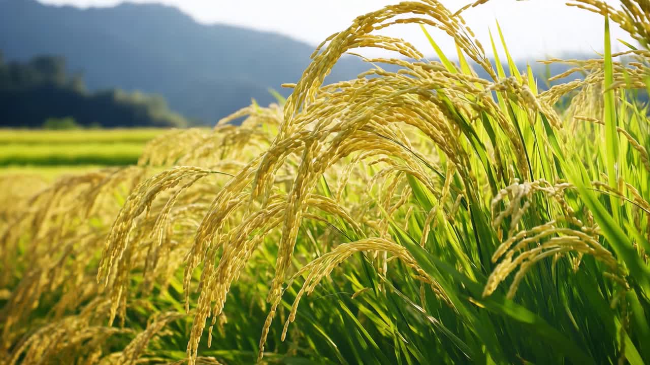 Golden Rice Field Landscape