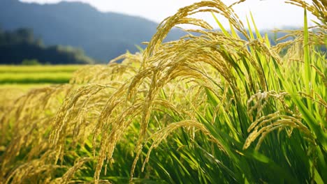golden rice field landscape