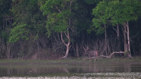 A-Stag-facing-to-the-left-at-the-edge-of-the-lake,-raises-its-right-hind-leg-to-stretch-and-then-faces-towards-the-camera,-Sambar-Deer,-Rusa-unicolor,-Thailand