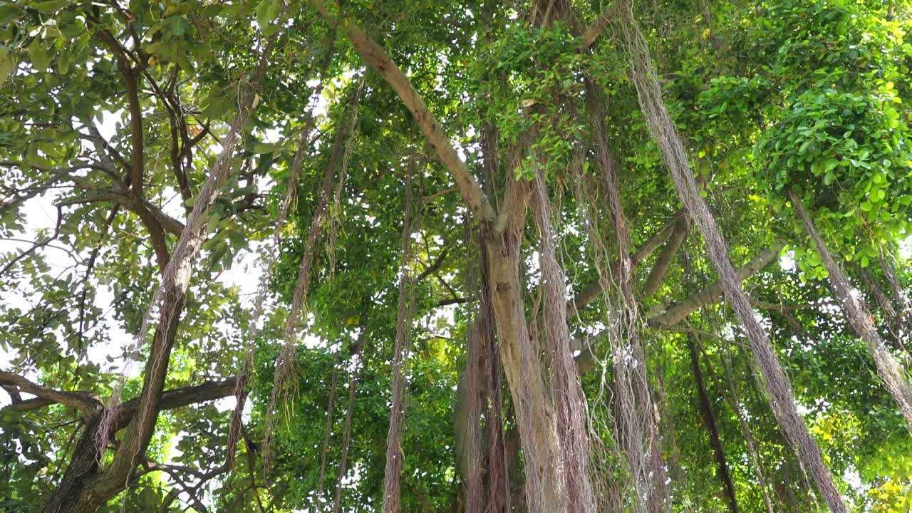 Upward view of a large banyan tree's branches