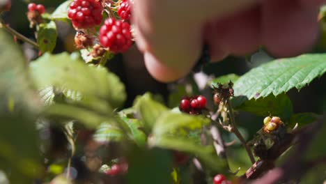 close up of human hand carefully picking a ripe blackberry fruit from plant