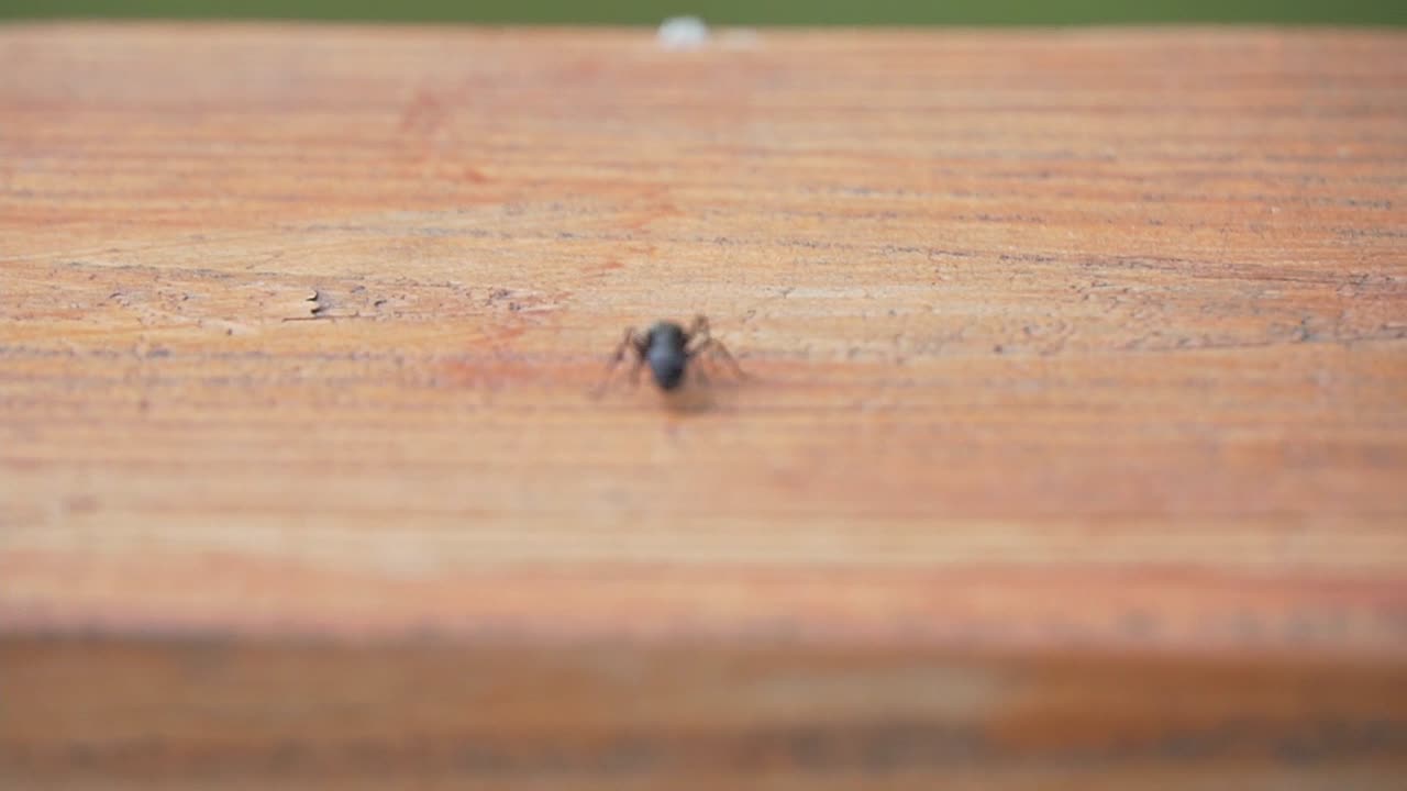 hormiga carpintera negra analizando madera al aire libre cerca del lago