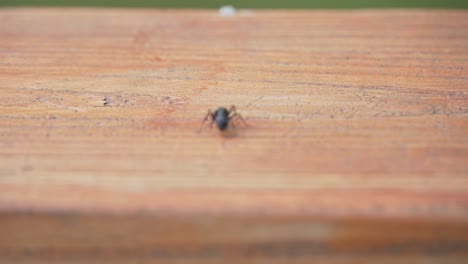 Schwarze-Tischlerameise,-Die-Holz-Im-Freien-In-Der-Nähe-Des-Sees-Analysiert