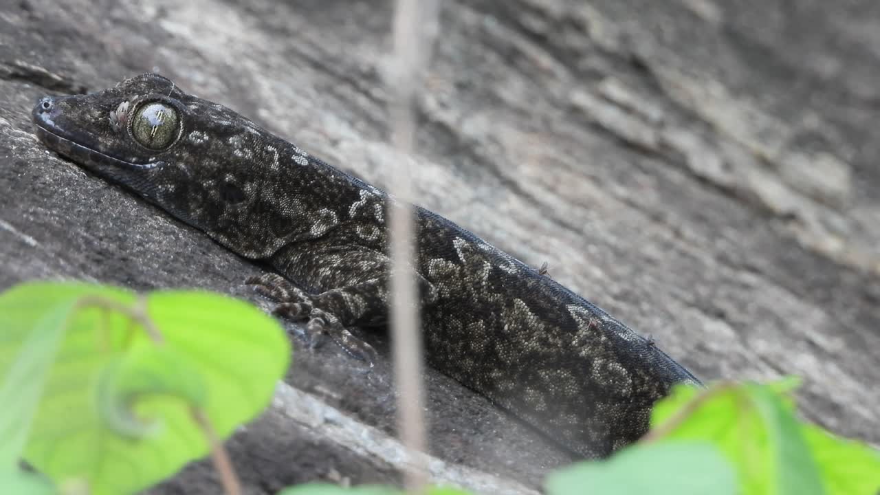 lagarto esperando algo de comida o frío