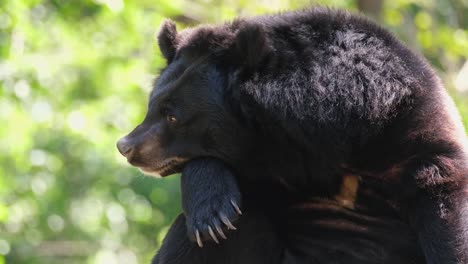 Rested-its-head-on-it-right-paw-and-on-its-knee-then-moves-its-nose-and-ears-while-its-back-against-the-morning-sun