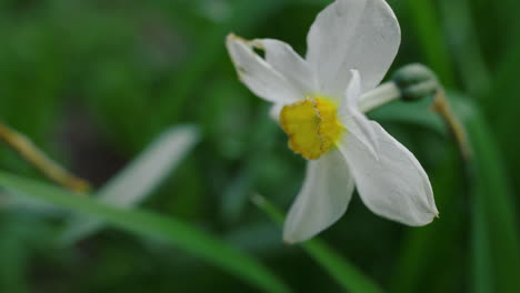 closeup beautiful flower blooming in fresh green grass. daffodil flower macro.