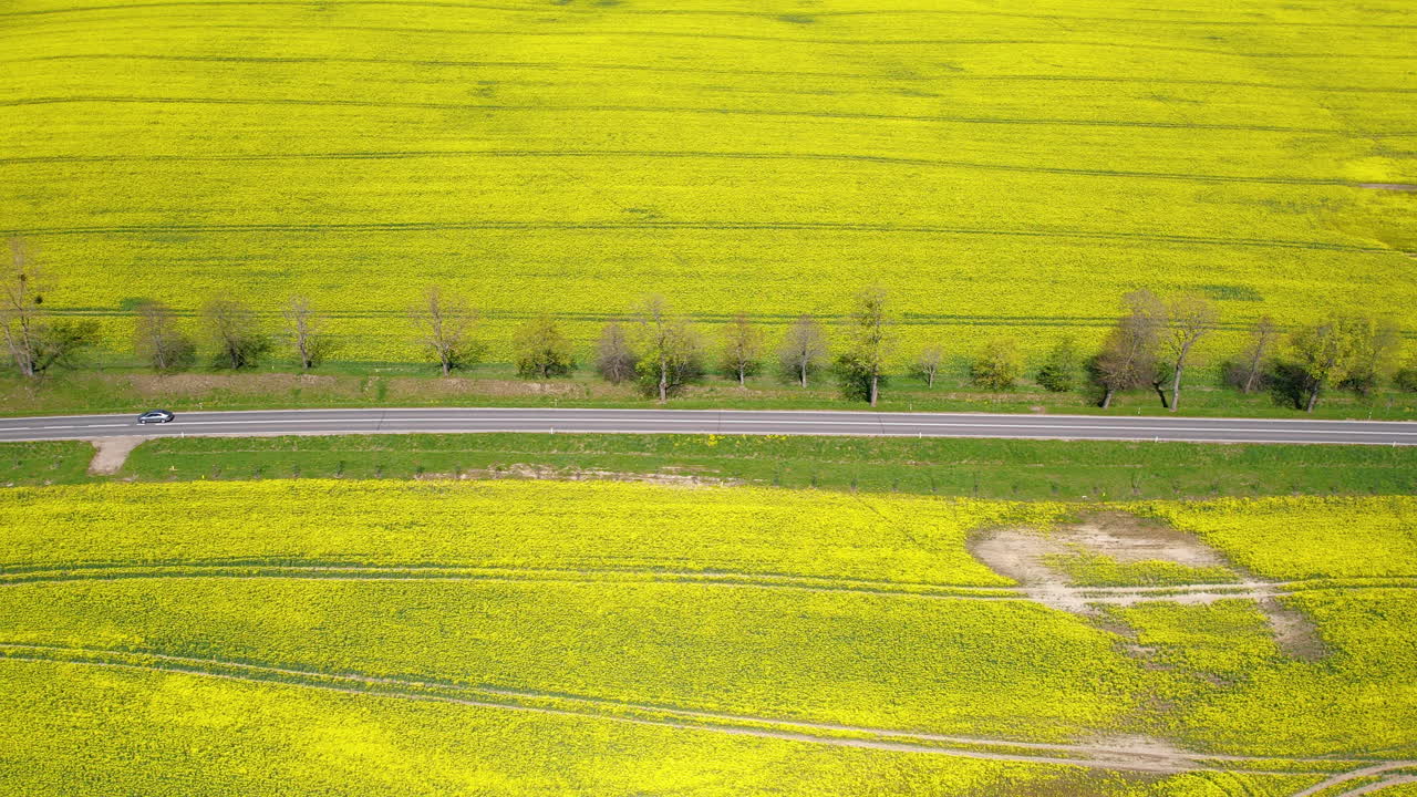 One Car Travels on Coutry Road Through Blooming Canola Field - Spring Adventure Trip in Poland - Aerial Parallel Tracking Side Dolly