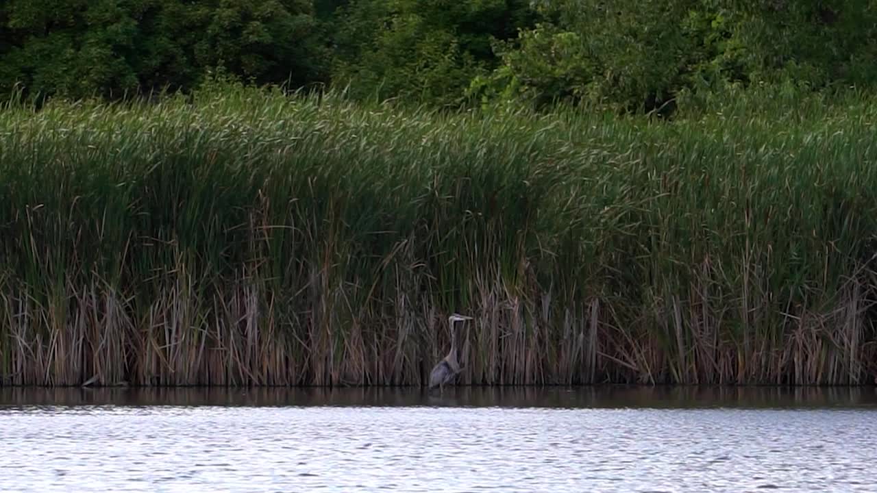 garza gris pescando en el lago zoom en tiro fijo