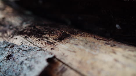 Close-up-shot-of-looking-under-the-bark-of-a-tree