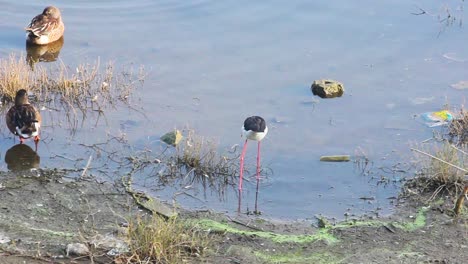 black winged stilt bird searching for food and a group of spot billed ducks resting near a lake shore i birds near a lake shore stock video