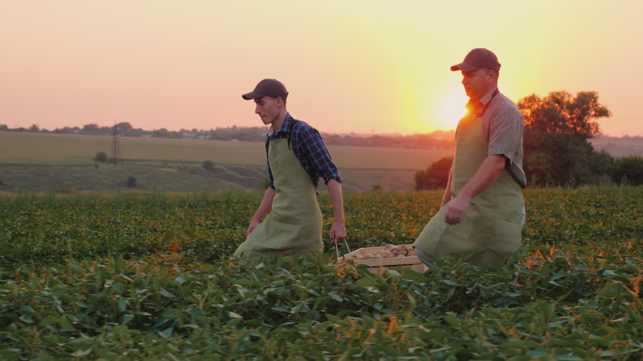 padre agricultor e hijo juntos llevan una caja con un cultivo en el campo agroindustria familiar