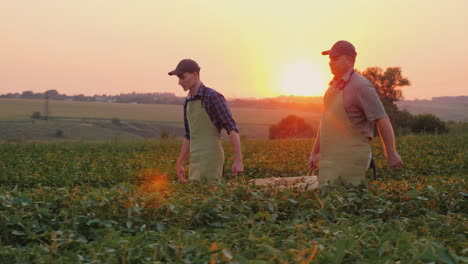 padre agricultor e hijo juntos llevan una caja con un cultivo en el campo agroindustria familiar