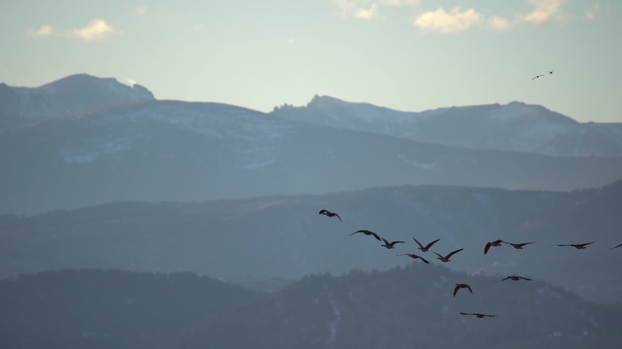 날아가는 새들의 슬로우 모션 영상