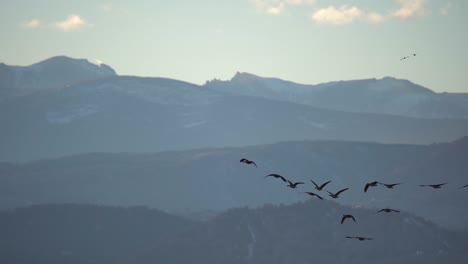 imágenes en cámara lenta de pájaros en vuelo
