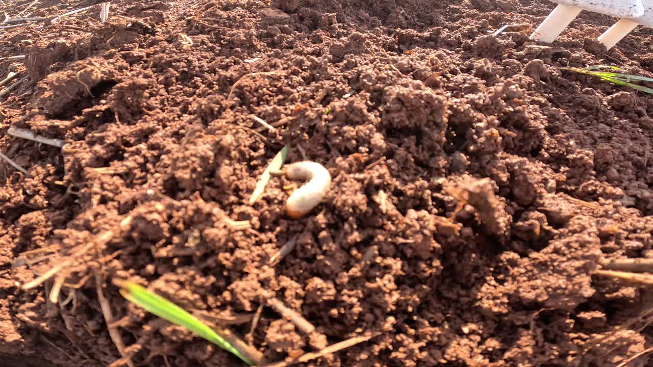 Primo piano del terreno con una larva bianca di coleottero a forma di C. Corpo pallido, forma ricurva e testa marrone-arancione visibili. Comune larva di coleottero che si nutre di radici, parte dell'ecosistema del suolo, può danneggiare colture ed erba