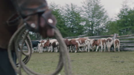a farmer holds rope by a group of cattle