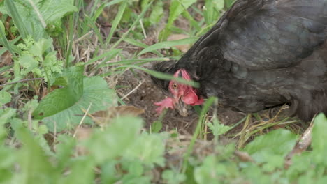 black cock rooster chicken in countryside at slow motion