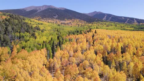 autumn colors on the slopes of the san francisco peaks