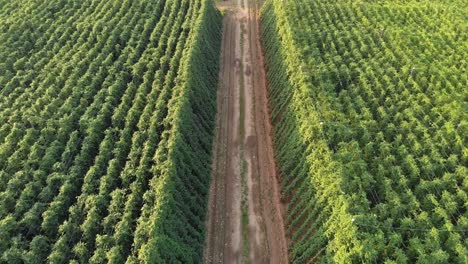 Vastos-Campos-Verdes-De-Lúpulo-Creciendo