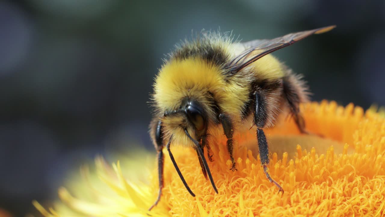 A bumblebee gathers pollen on a vibrant yellow flower in close-up macro shots. Soft natural lighting, shallow depth of field, and gentle camera movement highlight fine details