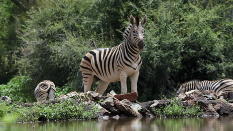 burchell zebras gather at a waterhole in madikwe, south africa, where they graze peacefully. observe their distinct stripes and social interactions in this natural setting.