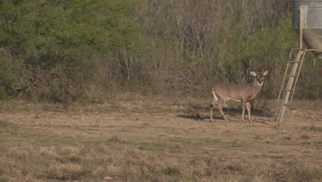 Un-Venado-Cola-Blanca-En-Texas,-Estados-Unidos