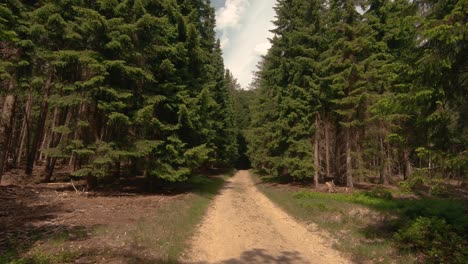 moving forward along the forest path on a summer day