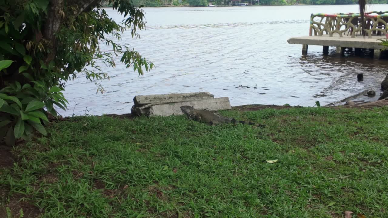 A giant peaceful mature green iguana basks on the grass on the shores of the Tortuguero canal in Costa Rica.