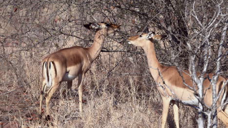 impala o rooibok dos hembras comiendo ramitas a la luz del sol de la mañana