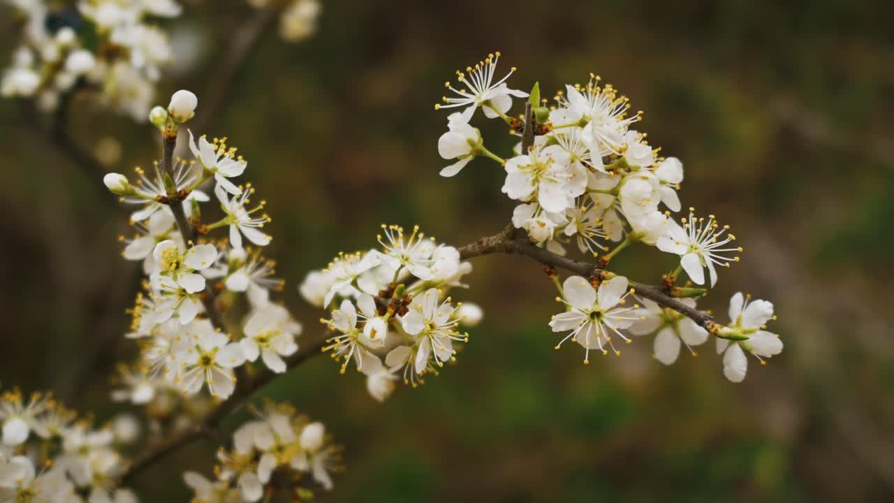 A tree bursting with blossoms, its flowers painting the branches in soft colors of spring’s arrival.