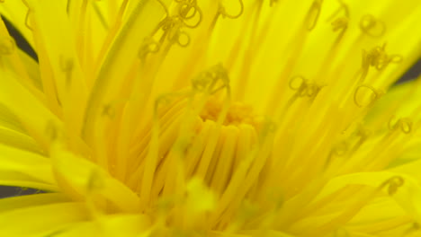 macro close up of a bright, yellow dandelion flower in full spring bloom