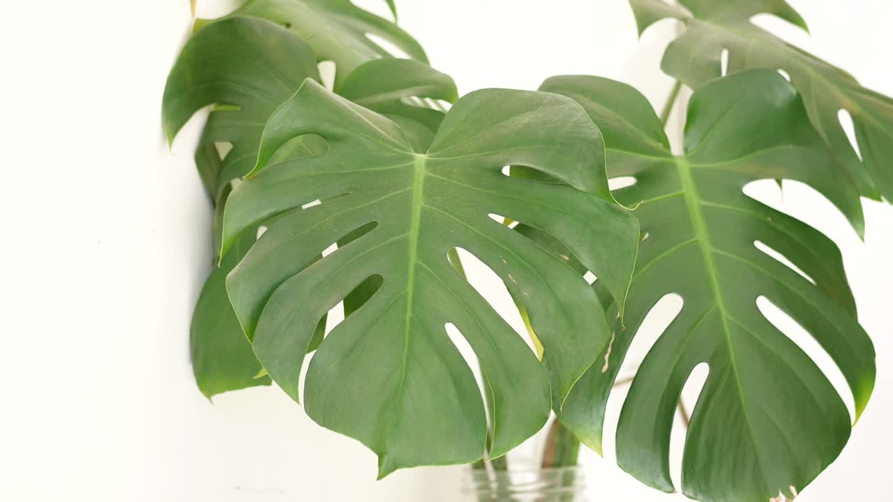 몬스테라 델리시오사 (monstera deliciosa) 식물의 근접 사진