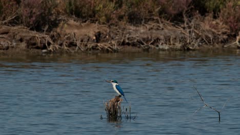 Camera-zooms-out-as-it-slides-to-the-right-revealing-this-kingfisher-facing-to-the-left-looking-for-food,-collared-kingfisher-Todiramphus-chloris,-Thailand